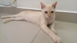 Kausilya - Domestic Medium Hair Cat