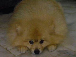 Cobie - Pomeranian Dog