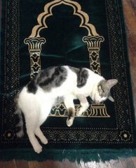 Tom - Siamese Cat