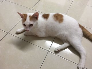 Orkid - Domestic Short Hair Cat