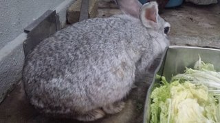 Kelaboo - American Rabbit