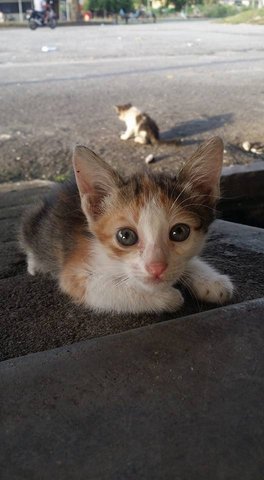 Kittens @ Kampar - Tabby Cat