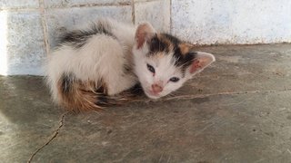 Kittens @ Kampar - Tabby Cat