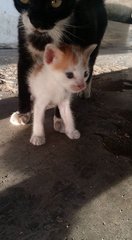 Kittens @ Kampar - Tabby Cat