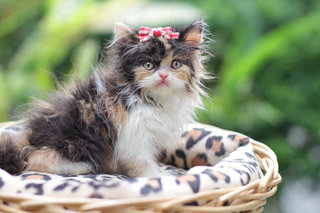 Bubbles Zuchinni Fujiwara - Persian Cat