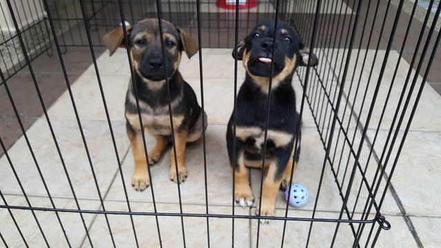 2 Playful Female Puppy - Mixed Breed Dog