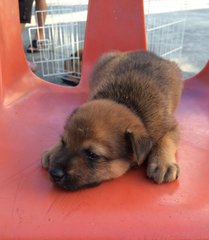 Anson - Mixed Breed Dog