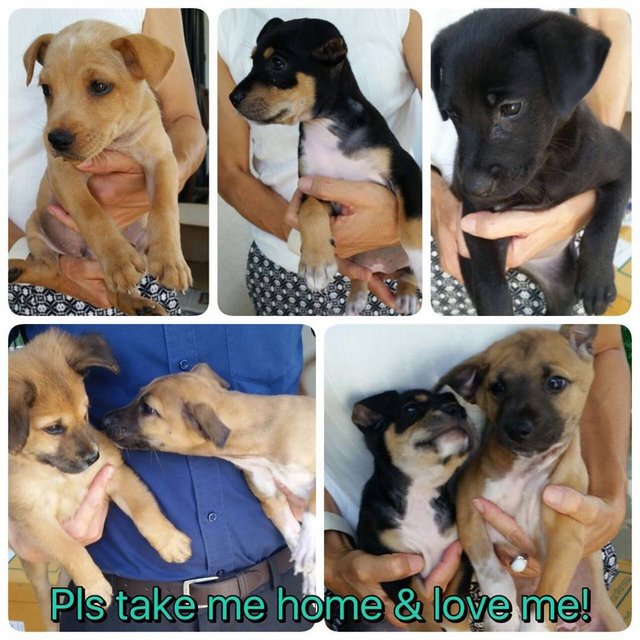 Delightful Puppies! (All Adopted Now) - Mixed Breed Dog