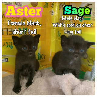 Aster & Sage - Booked, no longer up for adoption