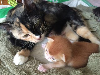 Mitzi, loving mama - open for adoption 