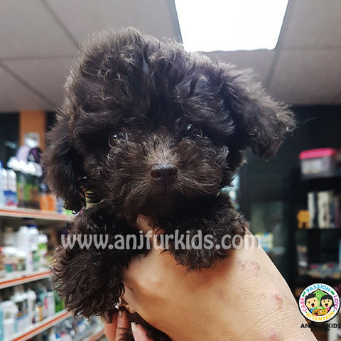 Dark Chocolate Tiny Toy Poodle Pups - Poodle Dog