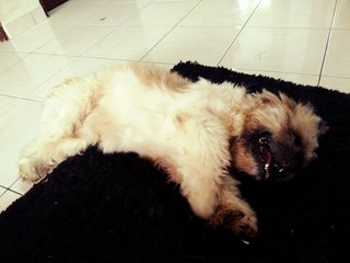 Fluffy - Shih Tzu Dog