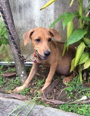 Coach - Labrador Retriever Mix Dog