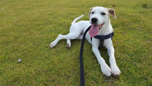 Chloe - Jack Russell Terrier (Parson Russell Terrier) + Terrier Dog