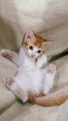 The Four Kittens - Domestic Short Hair Cat
