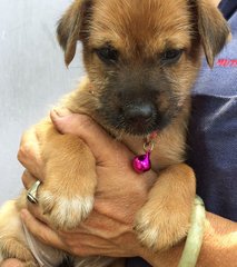 Sugee - Terrier Mix Dog