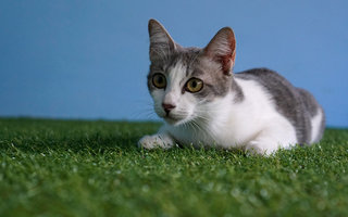 Misty - Domestic Short Hair Cat