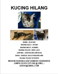 Kucing Hilang/Missing Cat