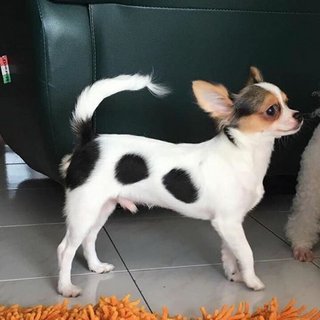 Whisky - Chihuahua Dog