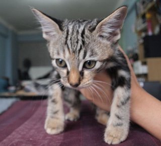 Sofi - Bengal + American Shorthair Cat