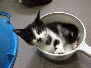 Spotty playing in a pail