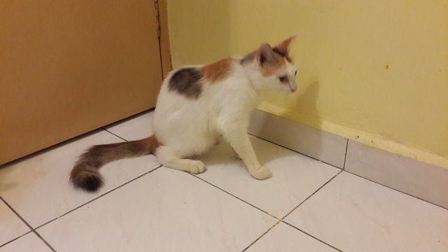 Mimi - Domestic Long Hair Cat