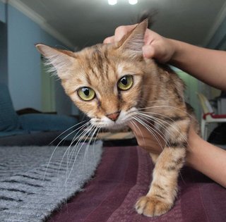 Phoebe  - Bengal + American Shorthair Cat