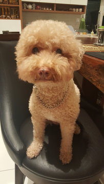 Chester - Poodle Dog