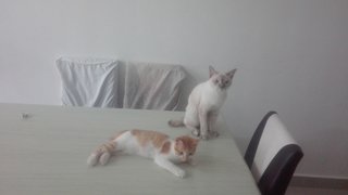 Ginger &amp; Peanut - Siamese Cat