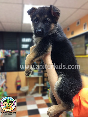 Big Bone Female German Shepherd Puppies - German Shepherd Dog Dog