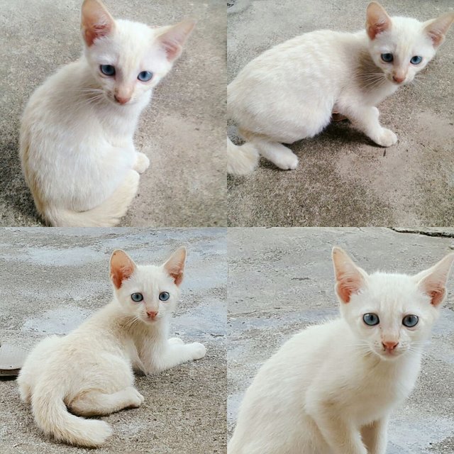 PF79385 - Singapura Cat
