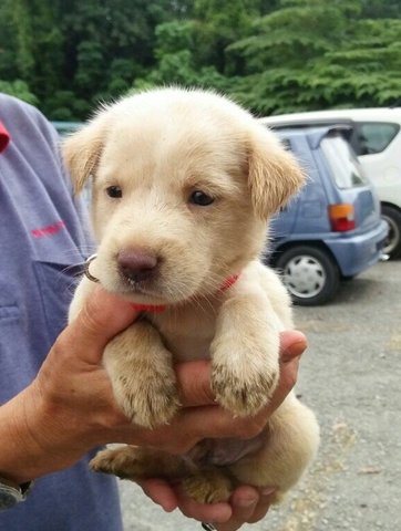 Jinny Boy - Mixed Breed Dog