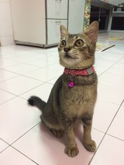 Honey - Domestic Short Hair Cat