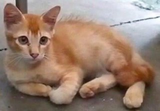 Winson - Domestic Medium Hair Cat