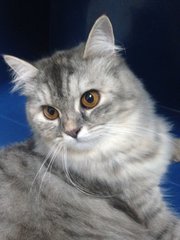 Mayla N Lilo - Domestic Long Hair + Persian Cat