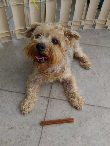 Dexter - Silky Terrier + Poodle Dog