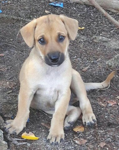 Male Puppy, 6 Weeks - Mixed Breed Dog