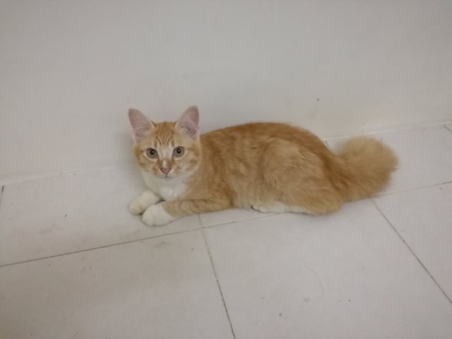 Obi One Kenobi Aka Bulu Bangkok - Domestic Medium Hair Cat