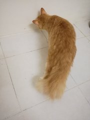 Obi One Kenobi Aka Bulu Bangkok - Domestic Medium Hair Cat