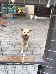 Ubu Wong Choy - Mixed Breed Dog