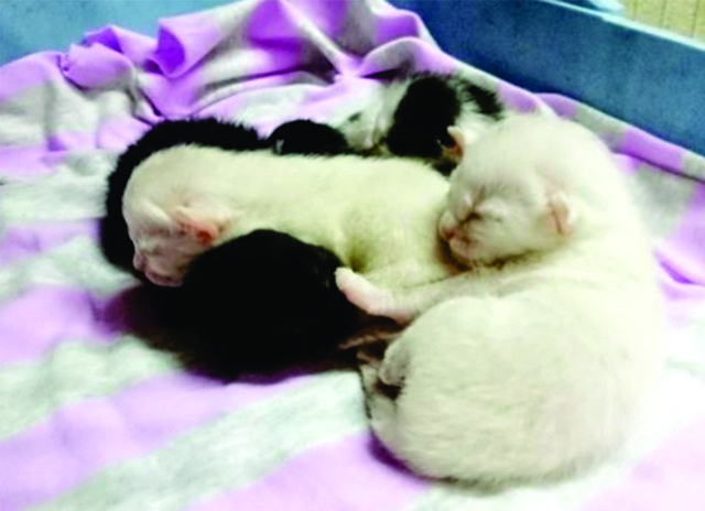 5 Newborn Kittens Wants Home - Domestic Short Hair Cat