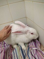 Bunny Boo - Mini Rex Rabbit