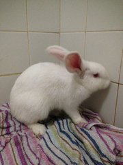 Bunny Boo - Mini Rex Rabbit