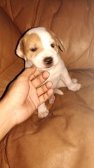 Adorable Pups For Adoption - Mixed Breed Dog