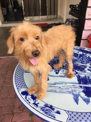 Xiao Huang - Poodle Dog