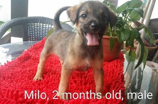 Milo - Mixed Breed Dog