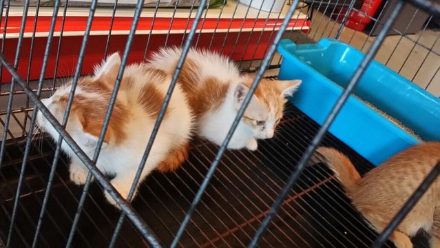Yellow Kids - Domestic Short Hair Cat