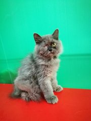 PF79674 - Persian Cat