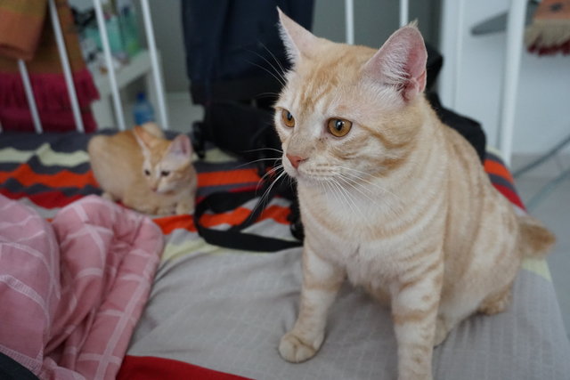 Minyi And Monyo - Domestic Short Hair Cat