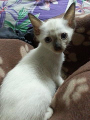 Miew - Siamese Cat